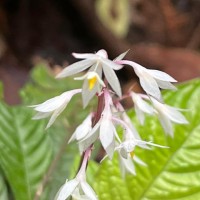 Neurocalyx gardneri Thwaites